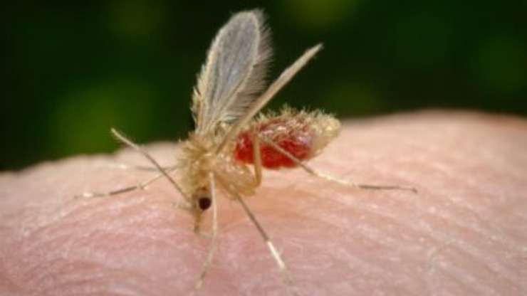Los flebótomos transmiten la leishmaniasis