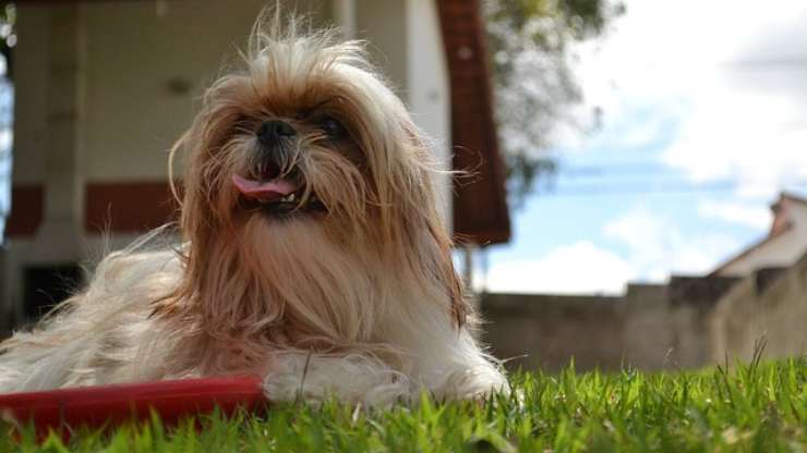 perro al aire libre