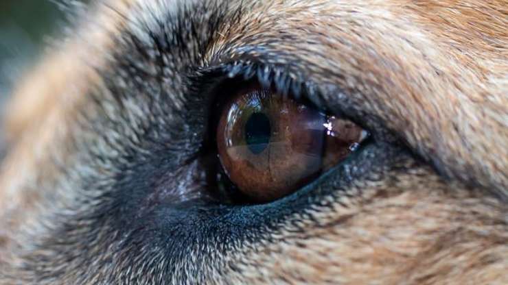 ojo de perro