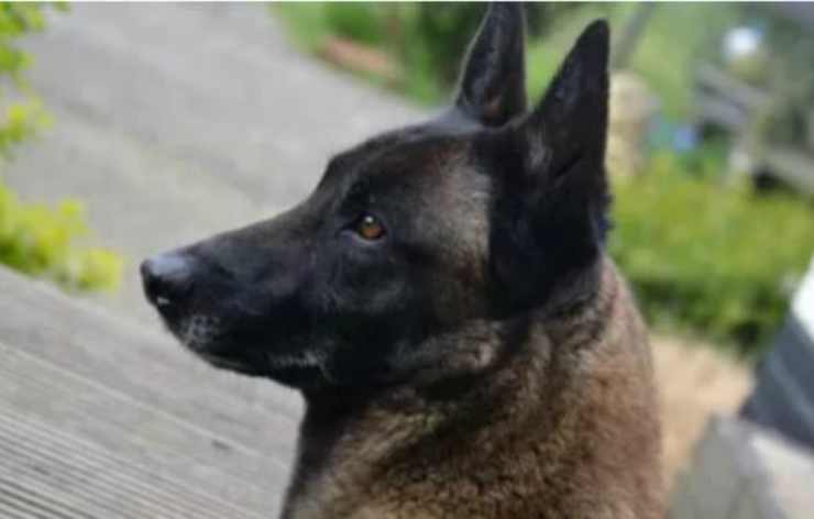 Pastor Belga Malinois Facebook