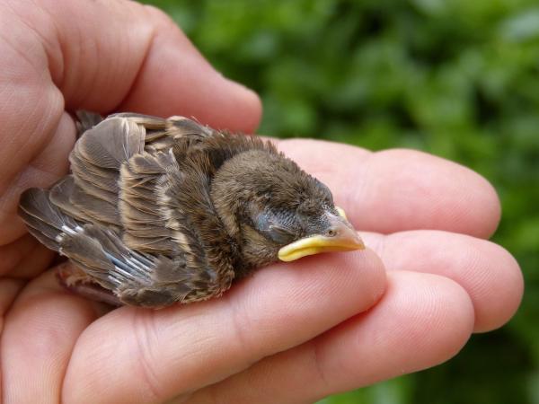 Cómo criar un gorrión - Cómo cuidar a un gorrión que se ha caído de su nido