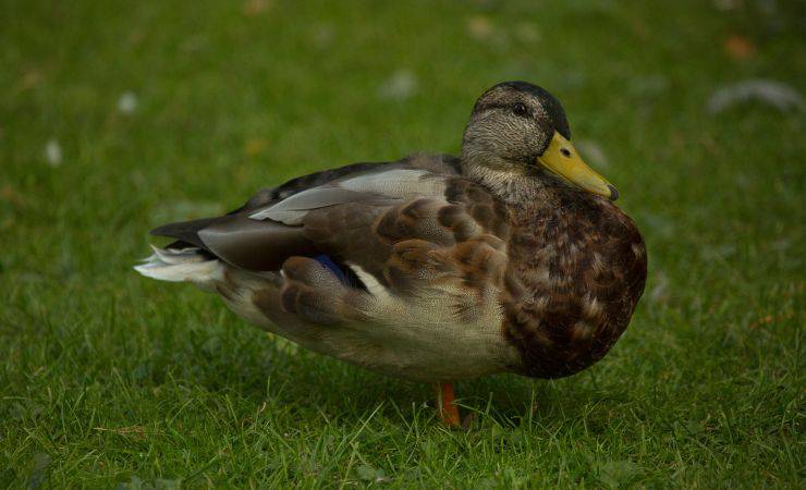 pato de sajonia