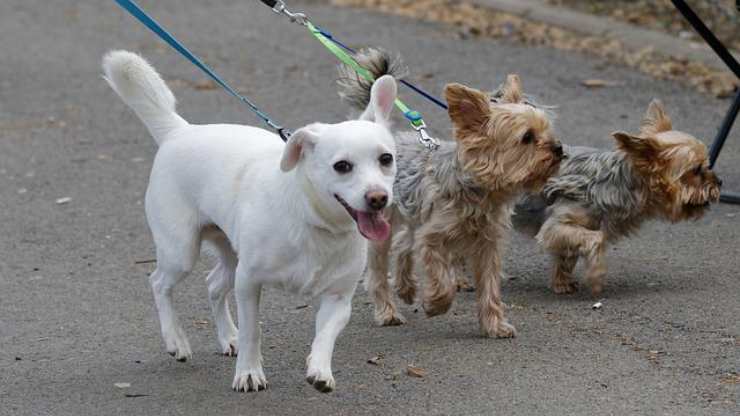 perros con correa