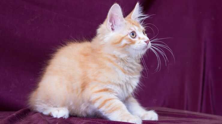 Adottare Bobtail de Carelia