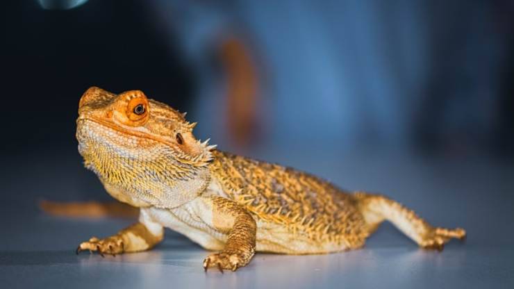 actividad para hacer con dragon barbudo