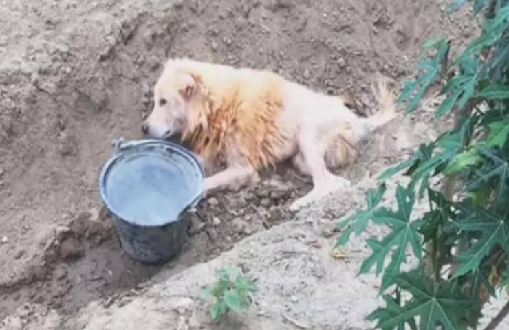 perro abandonado muere video de zanja
