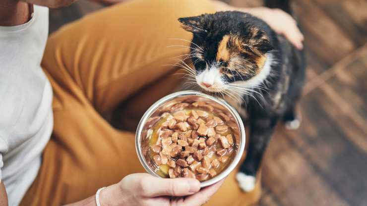 Cómo acostumbrar a tu gato a la comida nueva