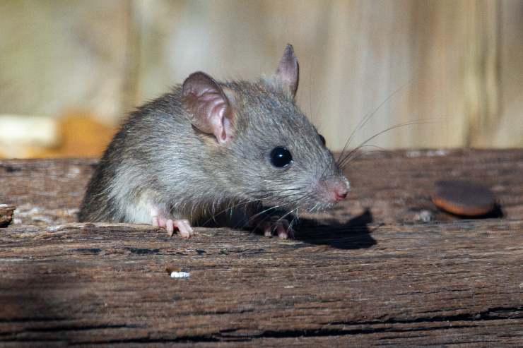 Cómo ahuyentar a una rata Cómo ahuyentar a una rata