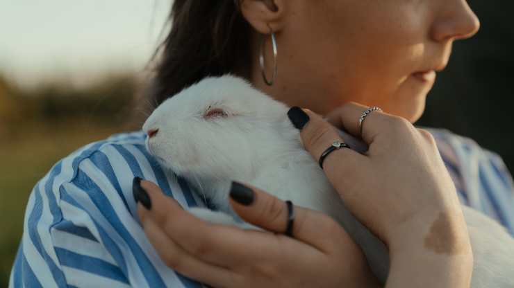como saber si el conejo esta feliz
