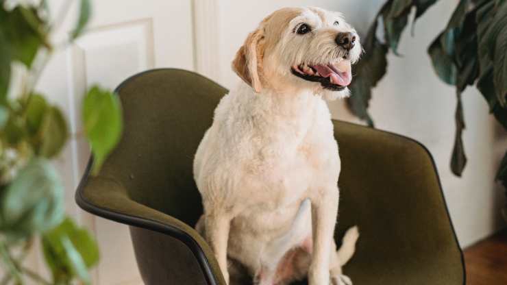 cómo el perro trata de llamar la atención