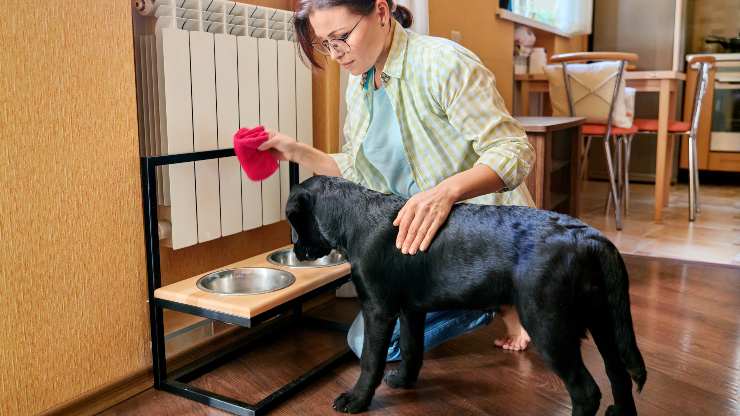 manejar comida para perros