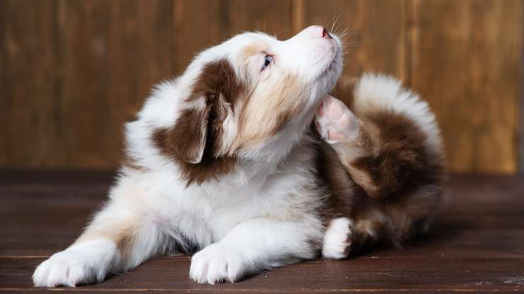 Cómo proteger al perro de los flebótomos