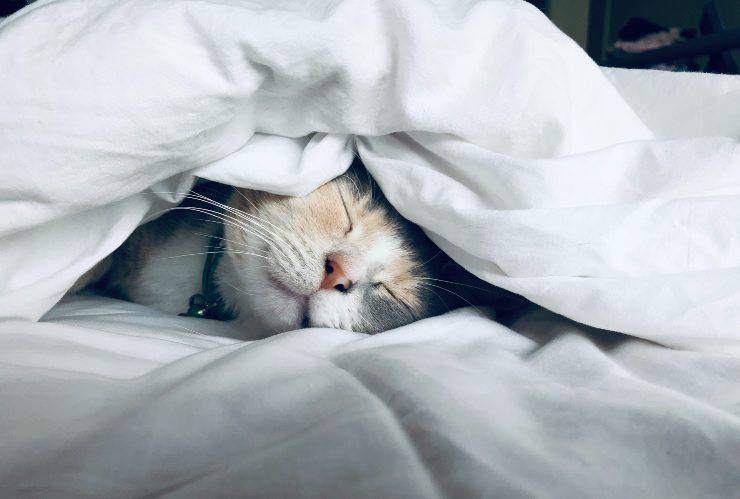Cómo quitar la orina de gato del colchón Cómo quitar la orina de gato del colchón