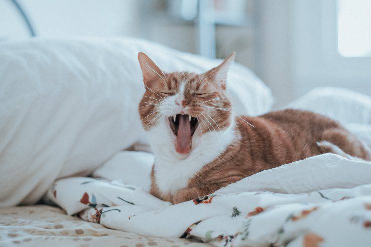 El gato ha comido un caramelo. El gato ha comido un caramelo.