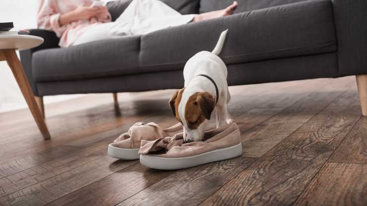 ¿Por qué el perro huele los zapatos?
