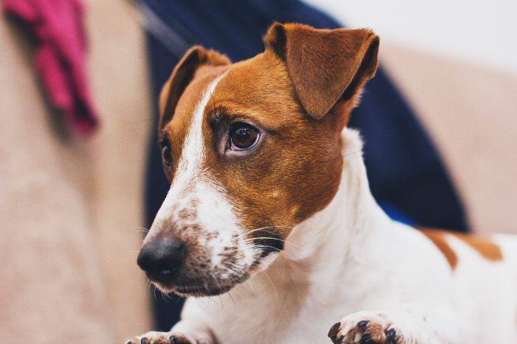 Razas de perros que se deprimen Razas de perros que se deprimen