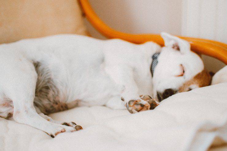 Razas de perros que duermen con otros animales