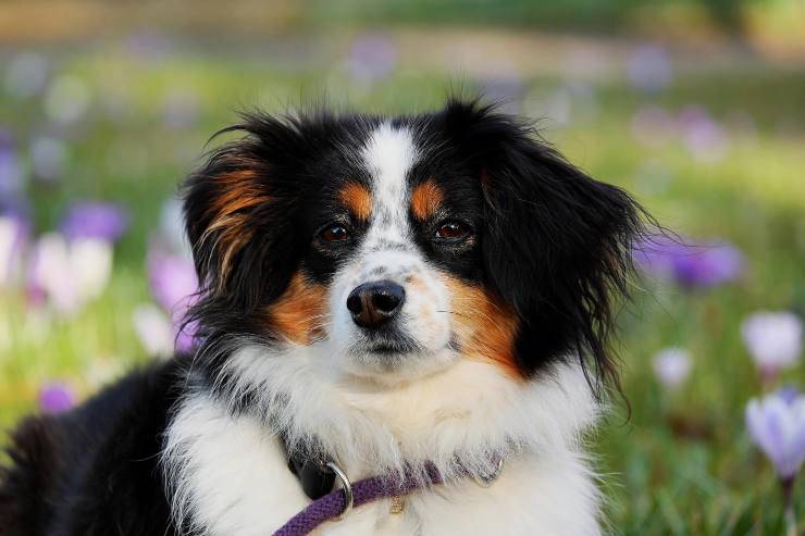 Perros que duermen con otros animales