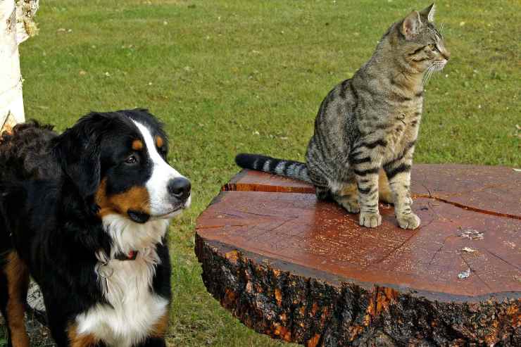 Furry juega con el gato