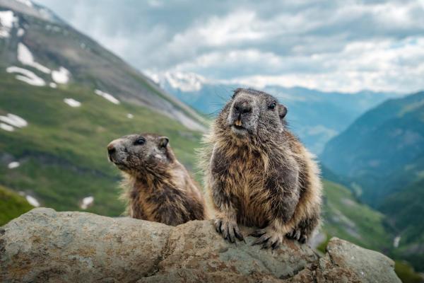 ¿La marmota hiberna? - ¿Cuántas horas al día duerme la marmota?