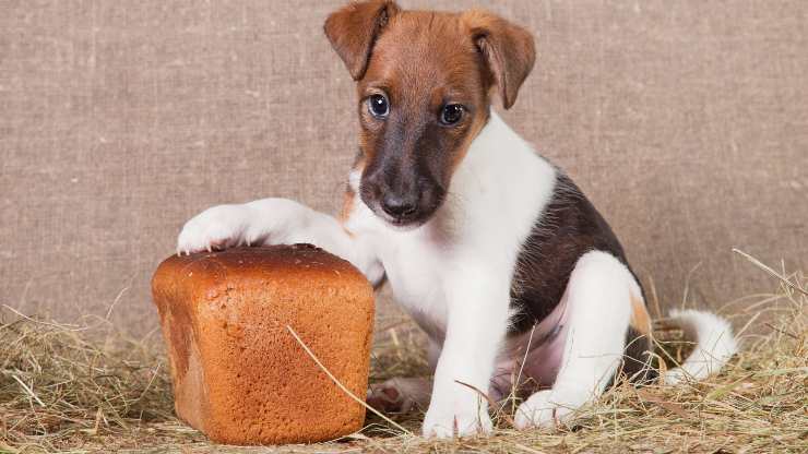 el perro puede comer centeno