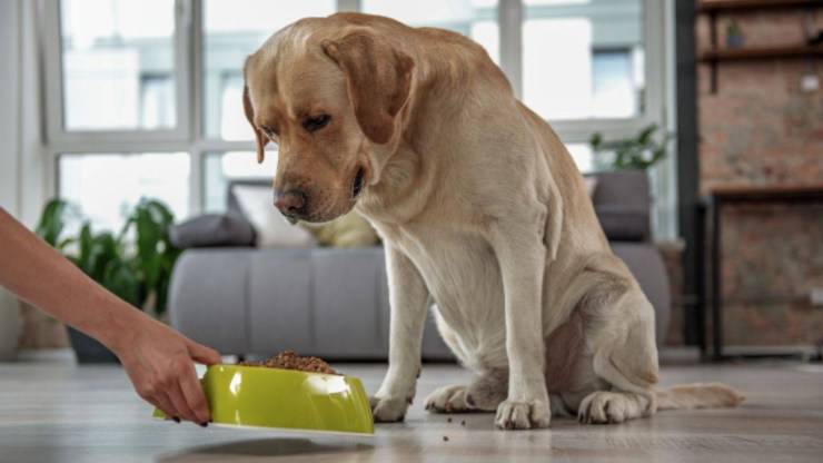 labrador retriever perro alimentación comer alimentos