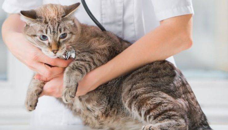 gato en el veterinario