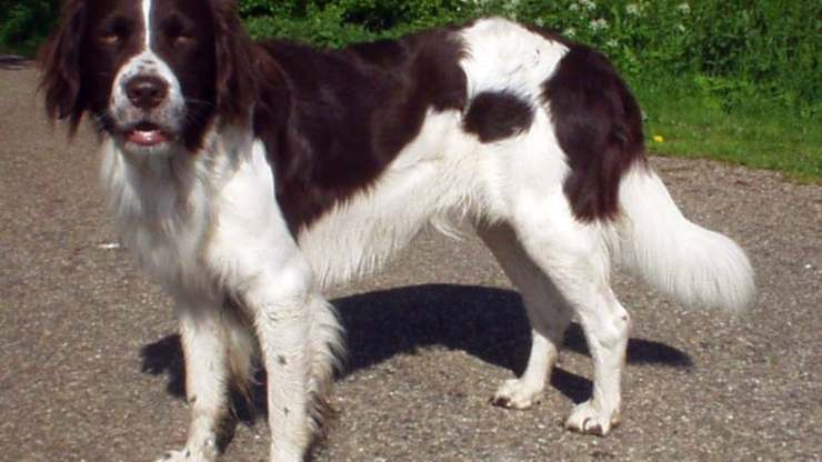Perro de aguas holandés de Drent