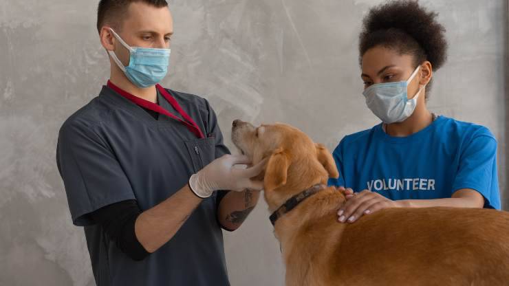 visitar el control de perros