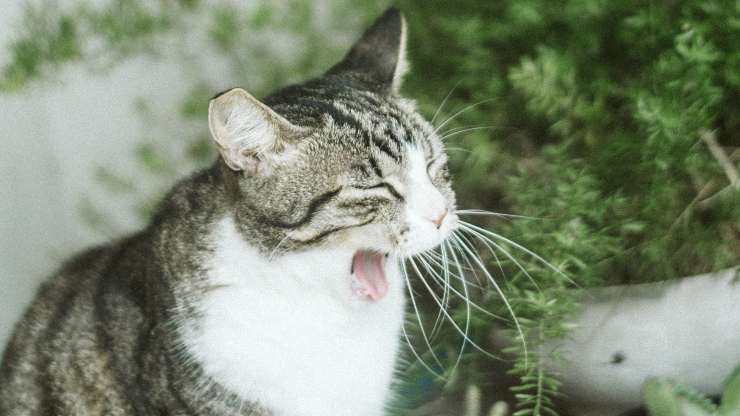 boca de gato