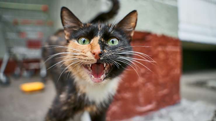 gato boca abierta