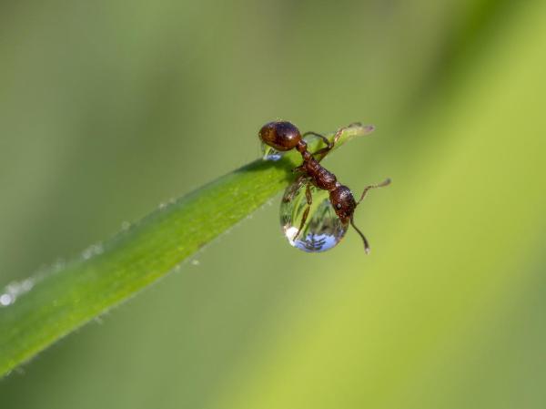 Curiosidades sobre las hormigas - 2. Las hormigas beben de una gota
