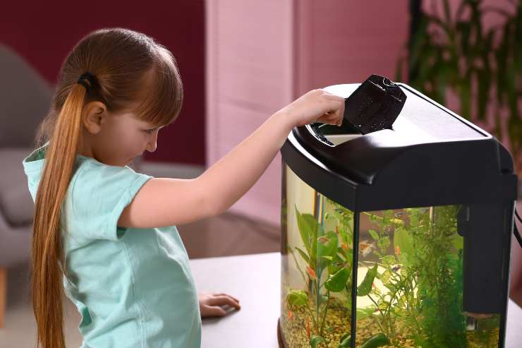 Alimentos para no alimentar a los peces dorados