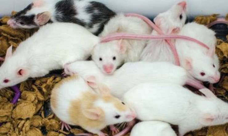 Pruebas en animales Tabaco Alcohol Drogas
