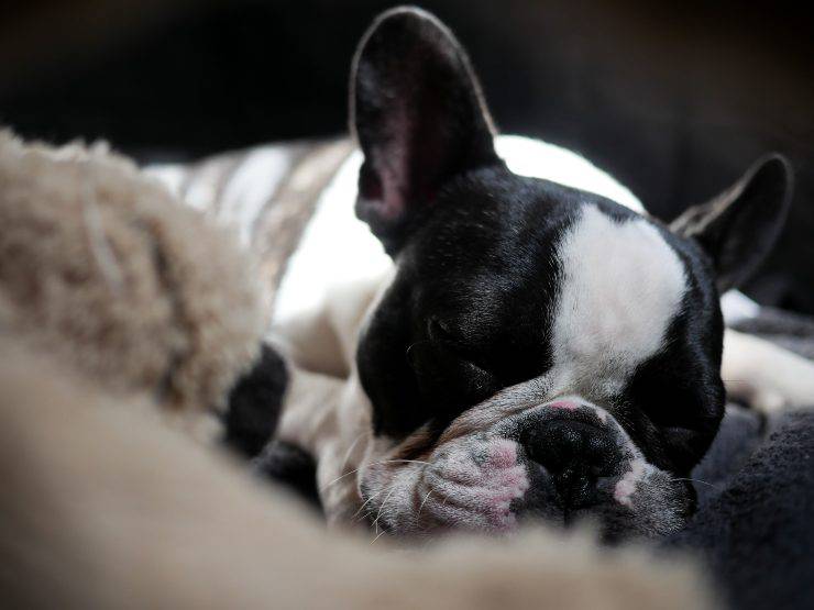 perros durmiendo con otros animales perros durmiendo con otros animales