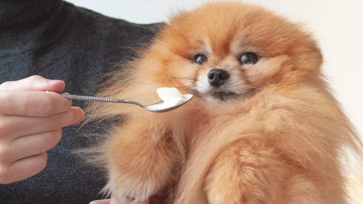el perro puede comer crema agria