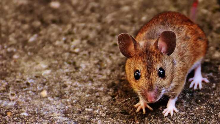 Las ratas manejan carros