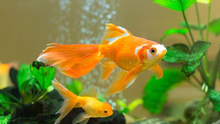 los peces dorados pueden comer guisantes
