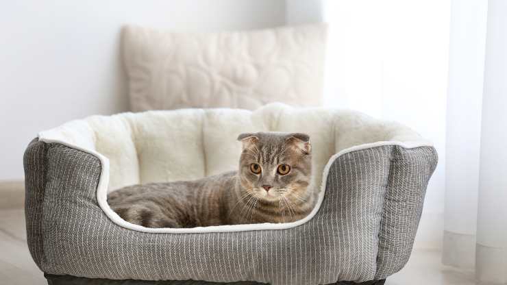 el gato se vuelve sobre si mismo antes de dormir