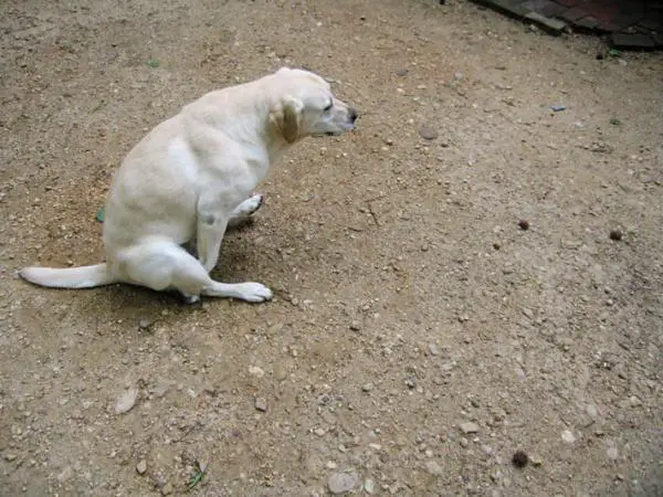 ¿Por qué mi perro huele a pescado? - Problemas con las glándulas anales del perro - Síntomas