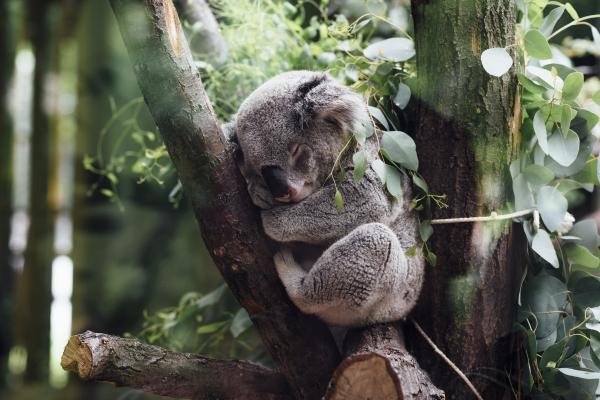 El koala está en peligro de extinción: Por qué y qué hacer - ¿Cuántos koalas quedan en el mundo?