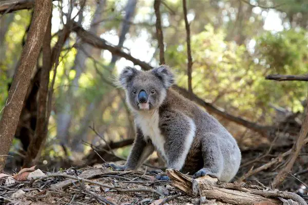 El koala está en peligro de extinción: Por qué y qué hacer - Razones por las que el koala está en peligro de extinción