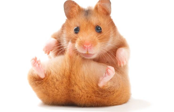 hamster se muerde la cola