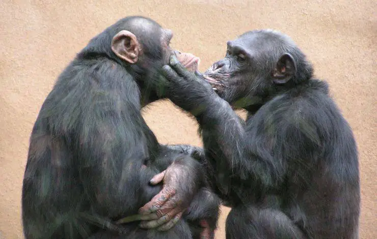 los chimpancés se besan