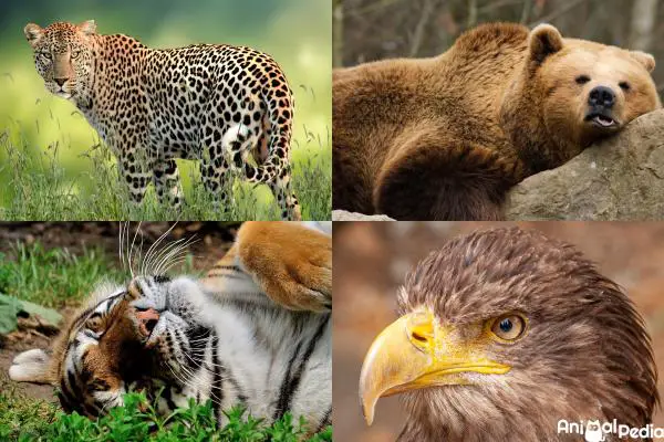 Mamíferos carnívoros: Lista y características - Definición de mamíferos carnívoros