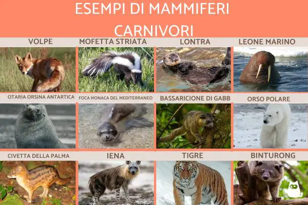 Mamíferos carnívoros: Lista y características - Características de los mamíferos carnívoros