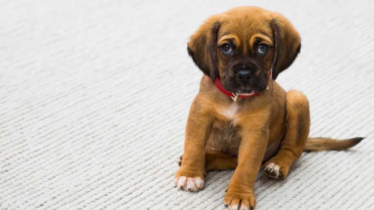 cachorro