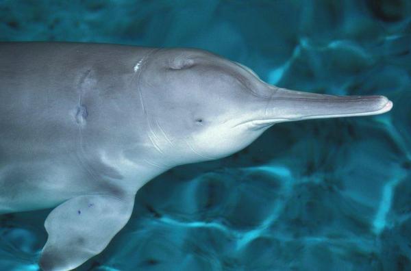 Tipos de delfines - Familia Lipotidae