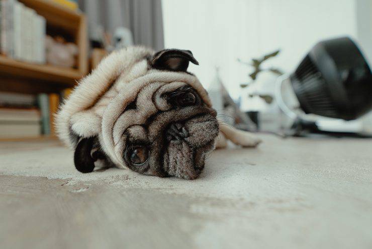 Cáncer de tiroides en el perro. Cáncer de tiroides en el perro.