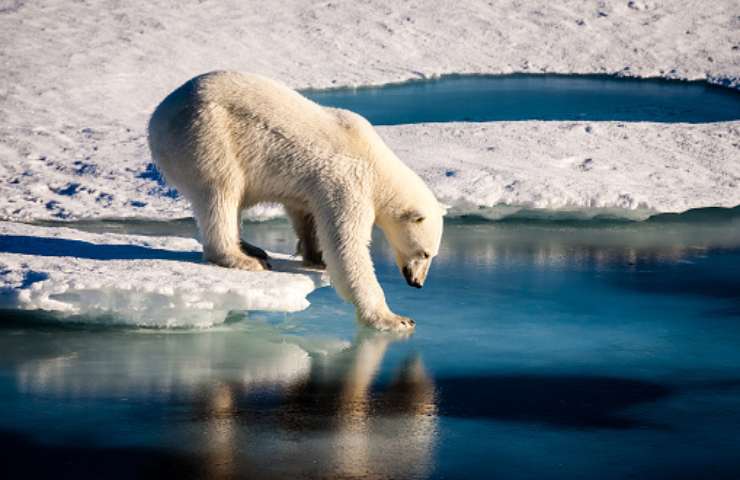 nuevas especies de osos polares